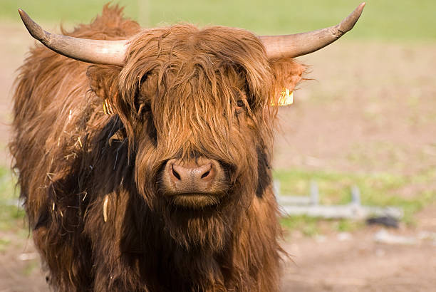 Scottish highland cattle.. stock photo
