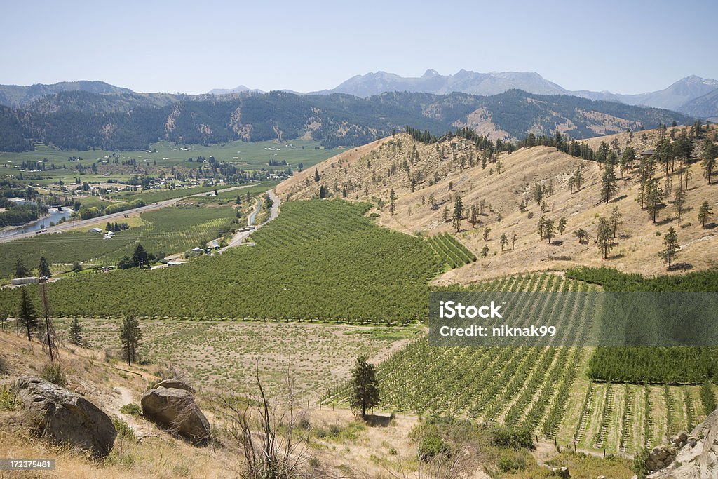 apple orchards na encosta - Royalty-free Agricultura Foto de stock