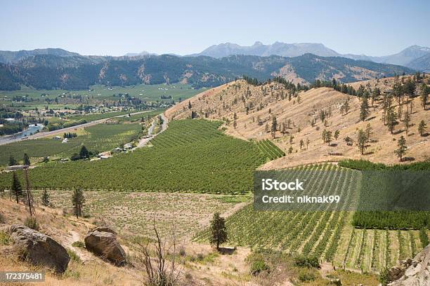 Foto de Pomares De Maçã Na Encosta e mais fotos de stock de Agricultura - Agricultura, Colina, Estado de Washington