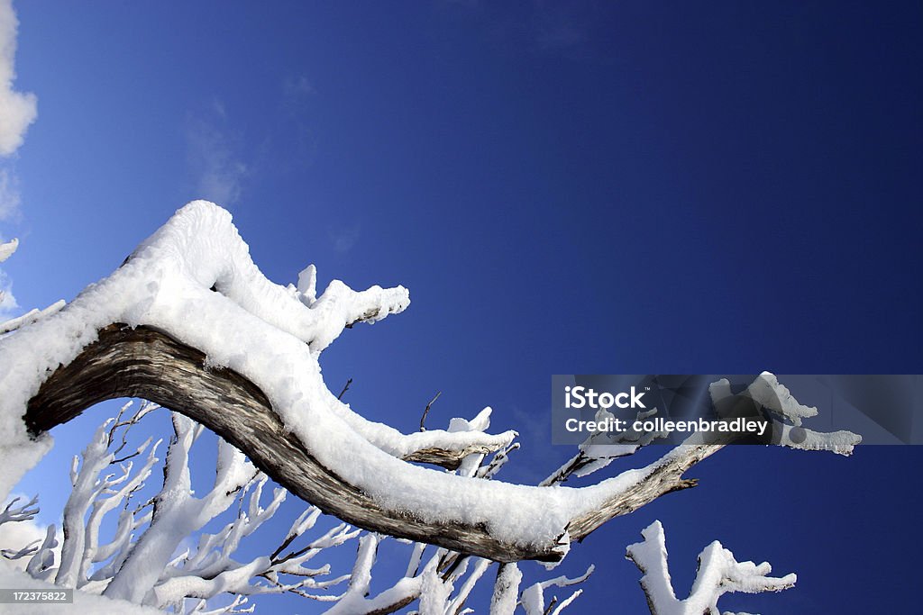 Nieve en ramas - Foto de stock de Aire libre libre de derechos