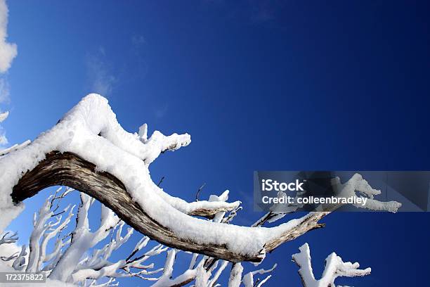 Nieve En Ramas Foto de stock y más banco de imágenes de Aire libre - Aire libre, Azul, Blanco - Color