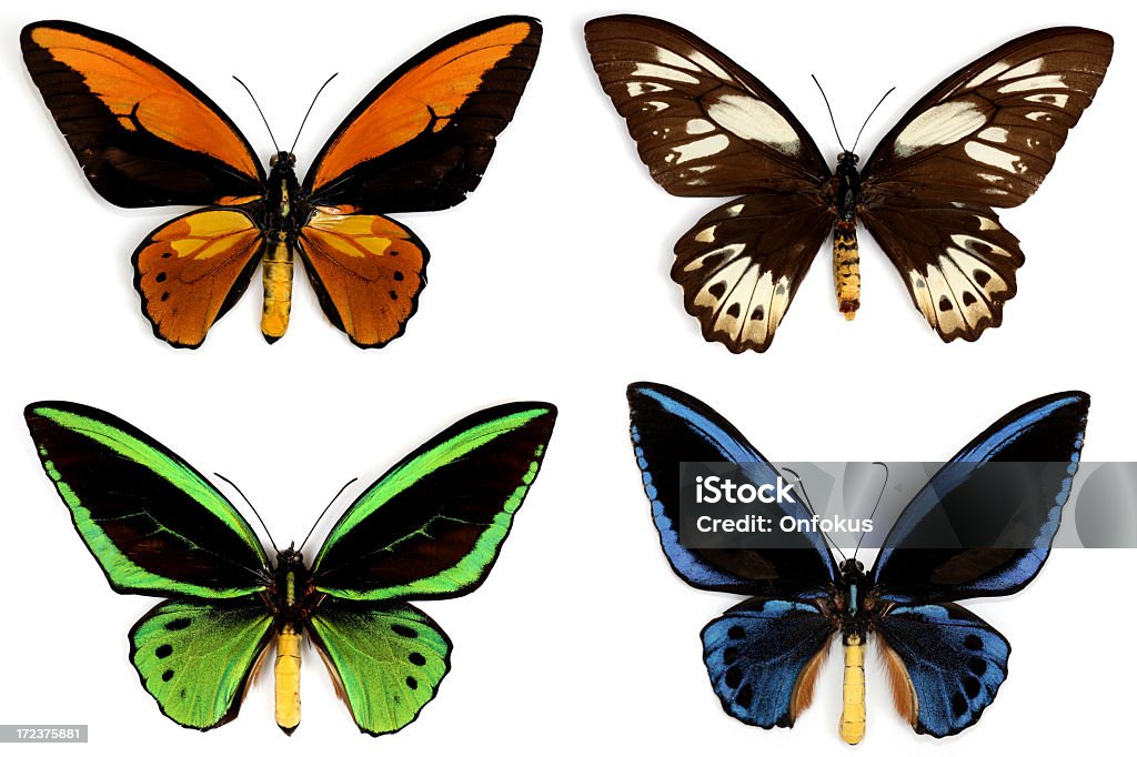 Бабочки Ornithoptera Croesus Изолирован на белом - Стоковые фото Бабочка роялти-фри