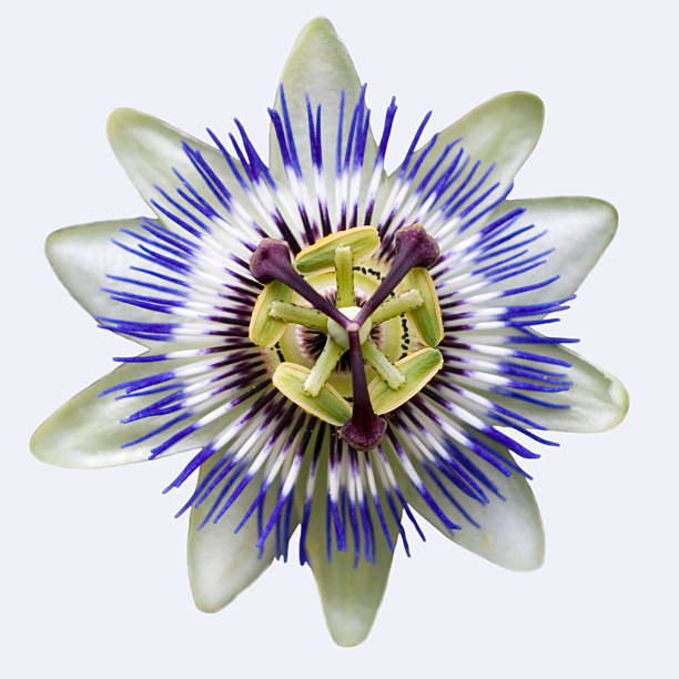 Passion Flower Passion Flower passion flower stock pictures, royalty-free photos & images