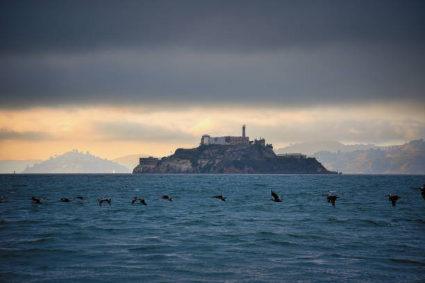 pellicani volano da alcatraz island sotto moody skies - san francisco, california - alcatraz island tourism san francisco bay area san francisco county foto e immagini stock