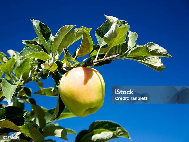 Mela Fresca - Fotografie stock e altre immagini di Agricoltura - Agricoltura, Albero, Alimentazione sana