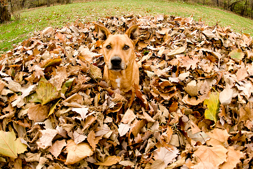 Staffordshire terrier covered with leaves.Related images: