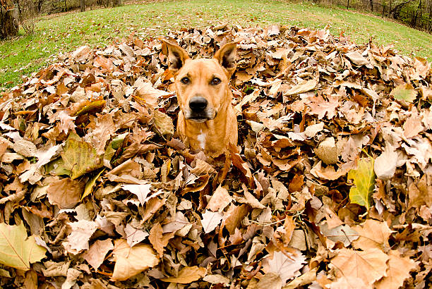 Autumn Paws stock photo