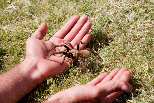 A Tarantula climbs onto an open hand