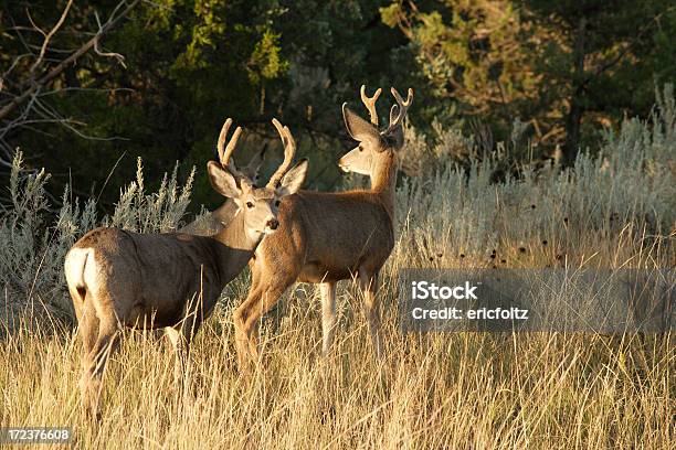 Whitetailed Deer Stockfoto und mehr Bilder von North Dakota - North Dakota, Weißwedelhirsch, Fotografie