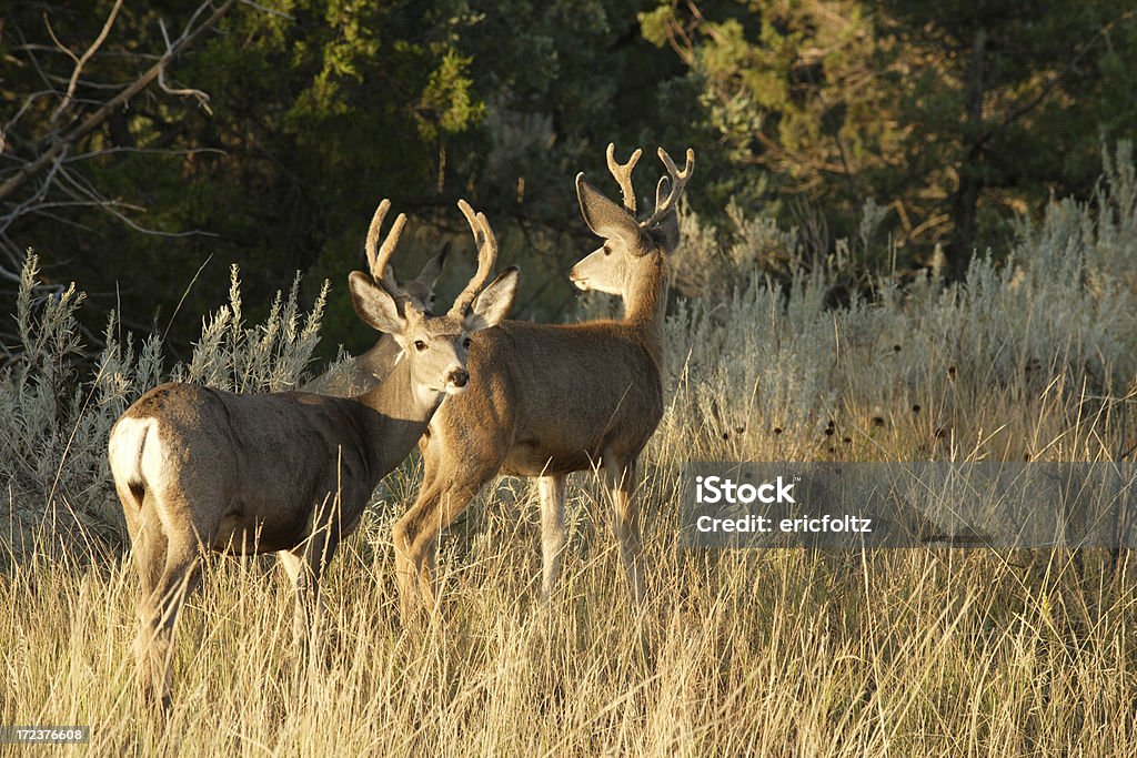 Veado de cauda branca - Royalty-free Cervo-da-virgínia Foto de stock