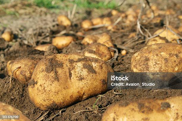 Ziemniaki - zdjęcia stockowe i więcej obrazów Bez ludzi - Bez ludzi, Brązowy, Fotografika