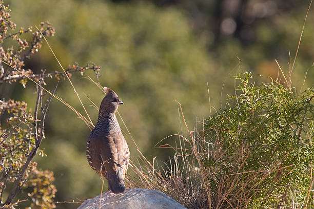 Scaled Quail (Callipepla squamata), also called 'Blue Quail' and 'Cotton-top.' Photographed in the Guadalupe Mountains in West Texas. To see all my Guadalupe Mountains and Carlsbad Caverns photos, click here.  