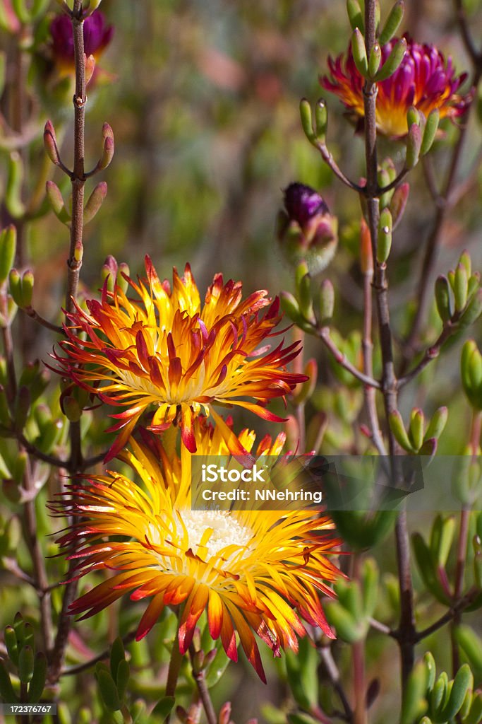 dewflowers Drosanthemum espécies - Foto de stock de Cor Vibrante royalty-free