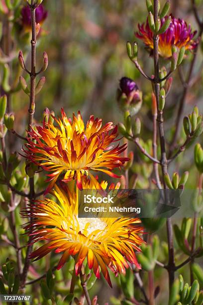 Foto de Dewflowers Drosanthemum Espécies e mais fotos de stock de Cor Vibrante - Cor Vibrante, Flor, Flor temperada