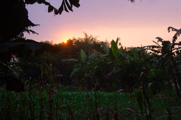 istock view of the garden at sunset 1723769102