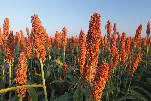 campo di sorgo - sorgo foto e immagini stock