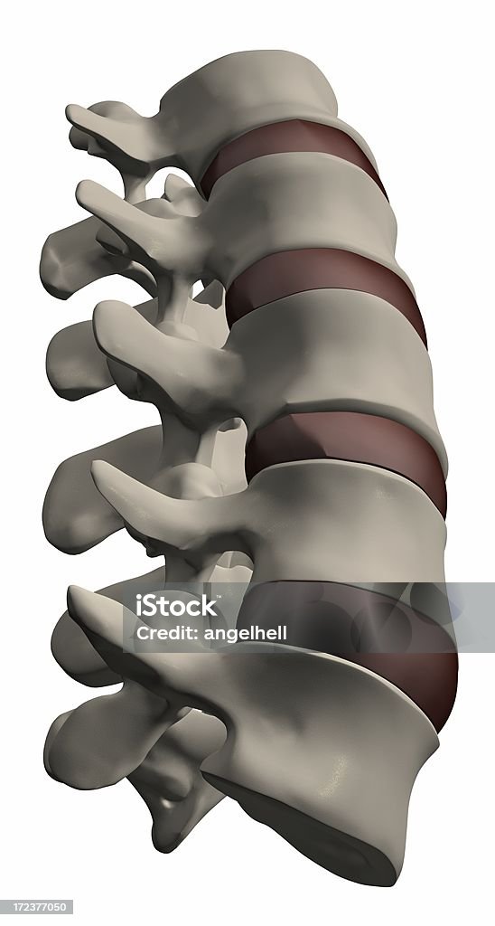 Spina dorsale umana sezione - Foto stock royalty-free di Anatomia umana