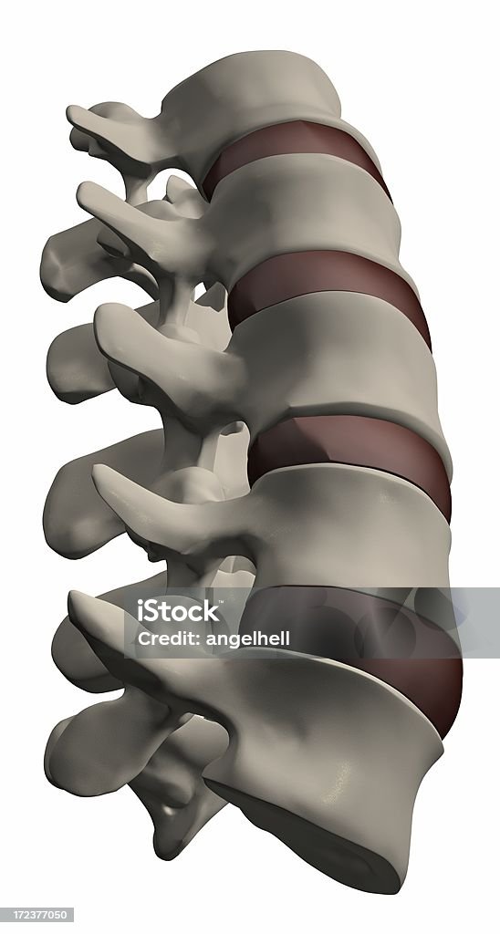 Coluna vertebral humana secção - Royalty-free Anatomia Foto de stock