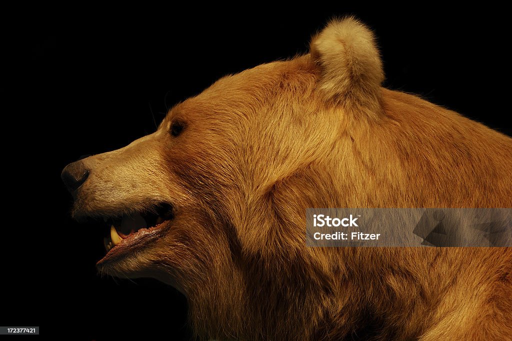 Grand ours - Photo de Animal mâle libre de droits