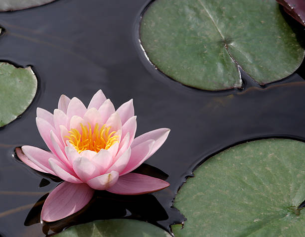 istock Pink water lily 172377559