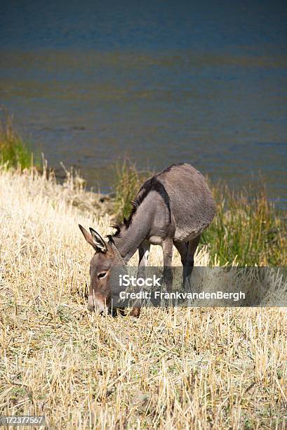 Asino - Fotografie stock e altre immagini di Acqua - Acqua, Africa, Africa orientale