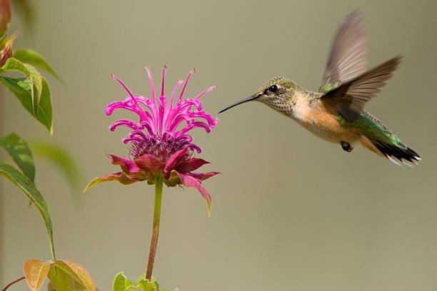 colibri calliope & bee baume fleur - beebalm photos et images de collection