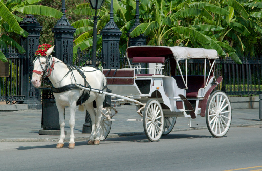 White horse and carriage in front of Jackson Square in the New Orleans French Quarter. Horse is wearing a bonnet of red flowers.