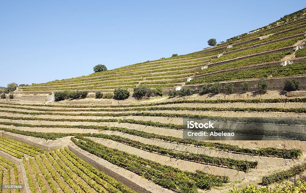 Portwein Weingüter - Lizenzfrei Agrarbetrieb Stock-Foto