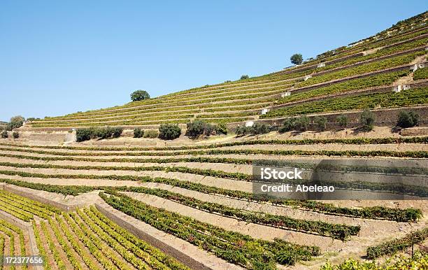 Portwein Weingüter Stockfoto und mehr Bilder von Agrarbetrieb - Agrarbetrieb, Douro, Dourotal