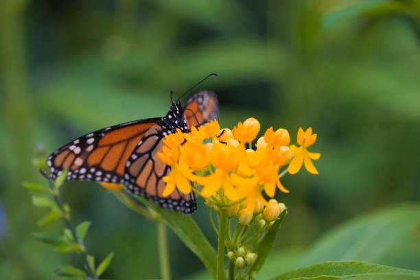 istock Butterfly and Yellow Flower 172377864
