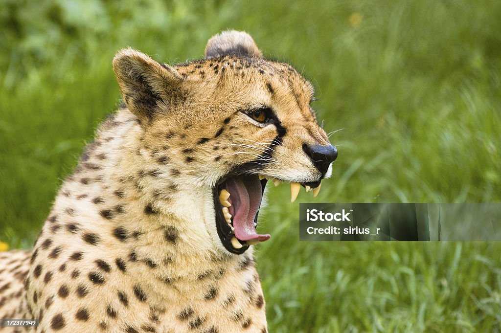 aggresive guépard - Photo de Afrique libre de droits