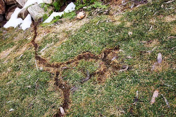 Melted snow reveals a system of vole tunnels in a lawn during early spring. The tunnels had formerly been hidden under a winter blanket of snow.RELATED