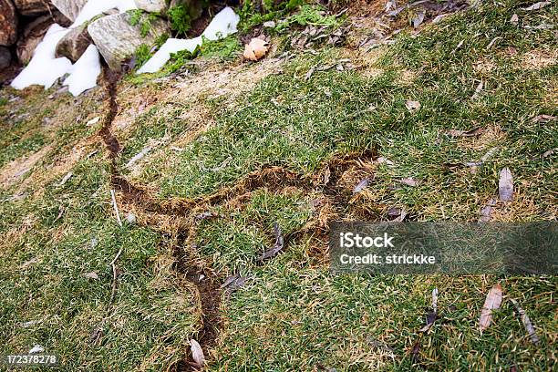 Foto de Ratocalunga Túneis Revelada Na Primavera Nos Eua e mais fotos de stock de Rato-calunga - Rato-calunga, Túnel - Estrutura Feita pelo Homem, Jardim particular