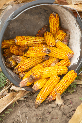 Close up of a bucket with corn cobs in the field