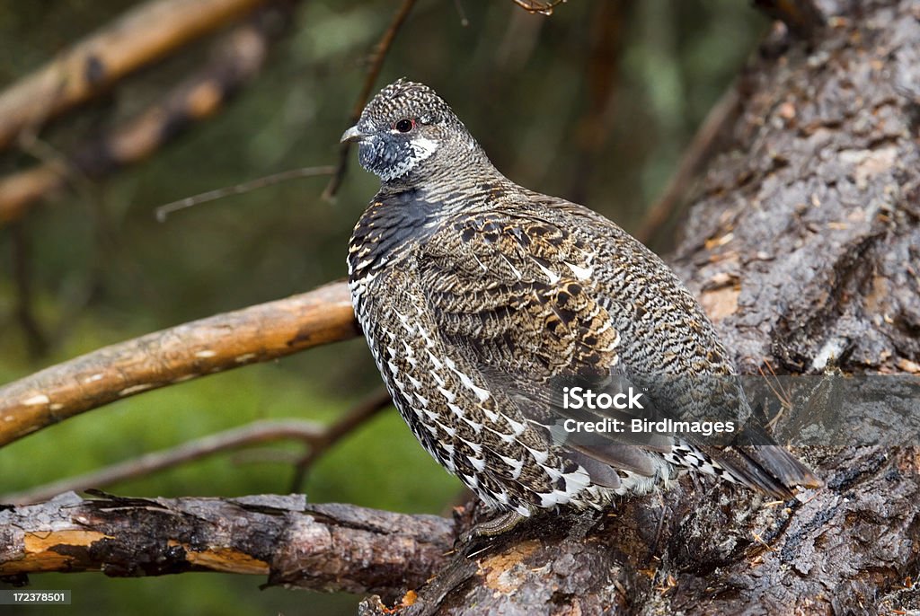 Fichte Grouse, weibliche - Lizenzfrei Fasanenartige Stock-Foto