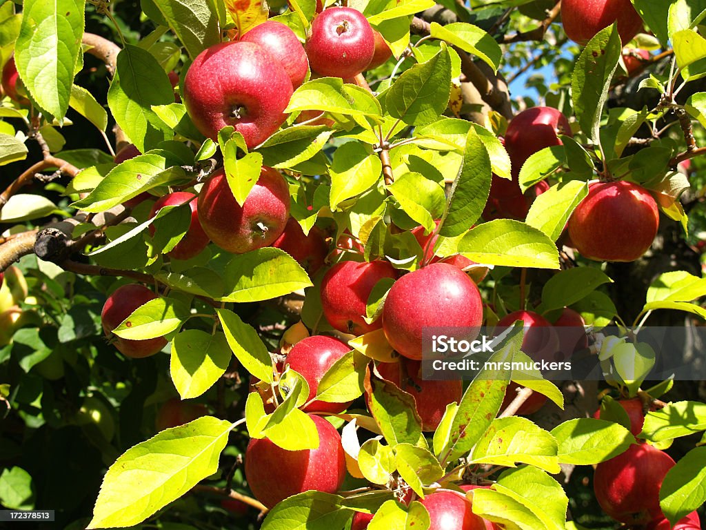 Reife für die Auswahl - Lizenzfrei Apfel Stock-Foto
