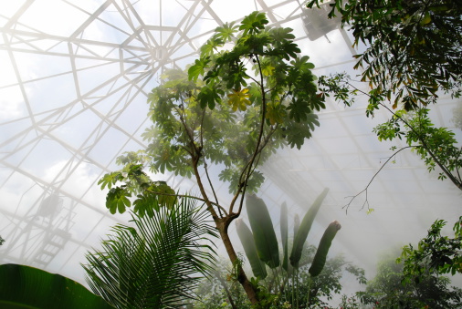 interior of hot and steamy tropical conservatory