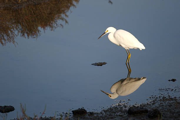 garceta nívea - wading snowy egret egret bird fotografías e imágenes de stock