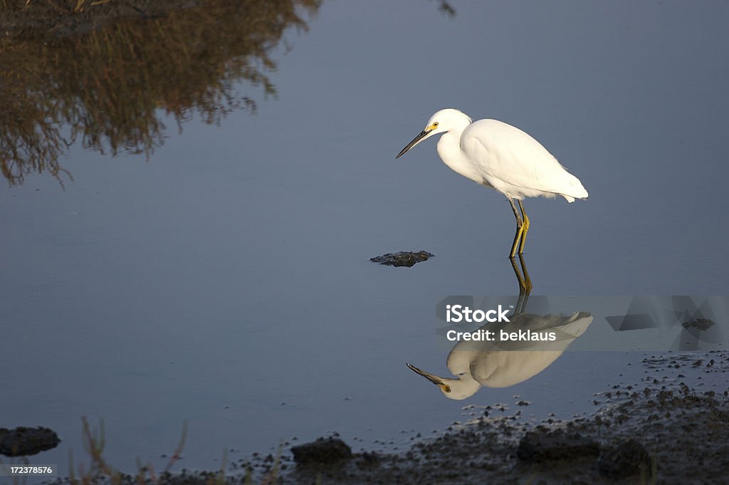 Белоснежного Белая цапля - Стоковые фото Snowy Egret �роялти-фри