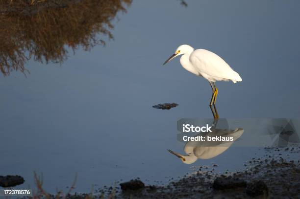 Белоснежного Белая Цапля — стоковые фотографии и другие картинки Snowy Egret - Snowy Egret, Без людей, Белая цапля