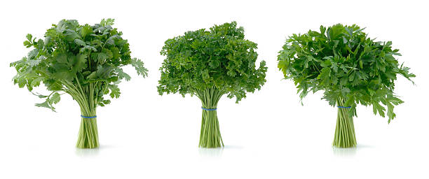 faites votre choix - flat leaf parsley photos et images de collection