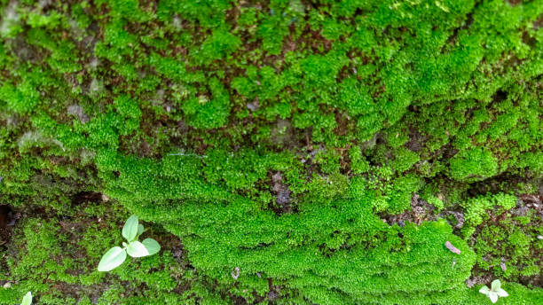 istock Moss and plants grow in the brick wall 1723787673