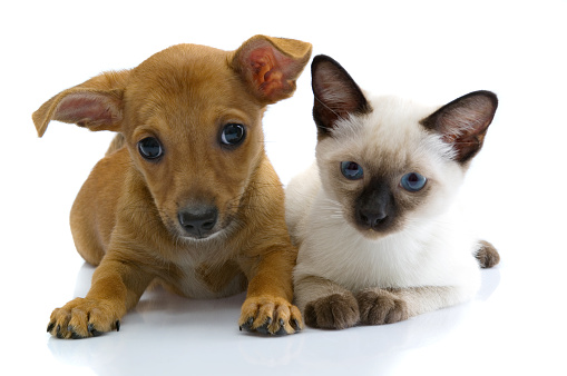 high angle view of a siamese cat laying on brown background floor looking up at camera