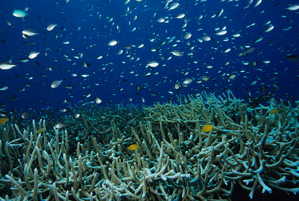 saudável recife de coral cena - deep sea staghorn coral school of fish - fotografias e filmes do acervo