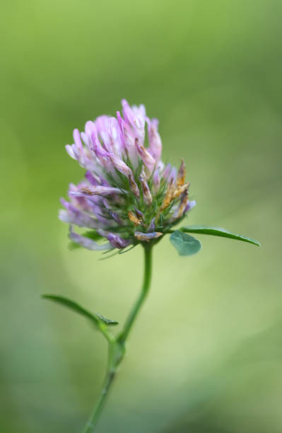 istock Pink clover flower close up 1723790482