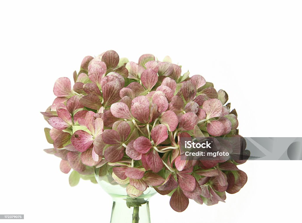 Почти окрашенный hortensia цветок - Стоковые фото Гортензия роялти-фри