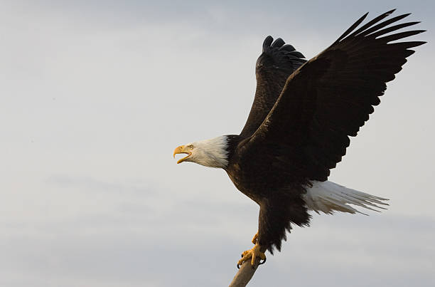 istock Bald Eagle- Call of the Wild, Alaska 172379158