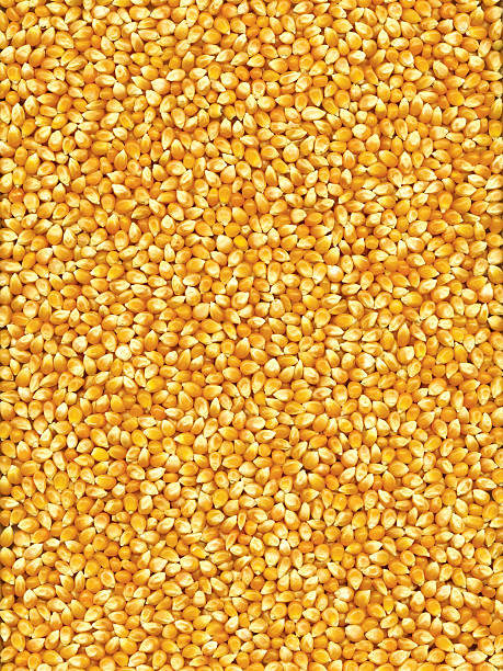 Corn stock photo