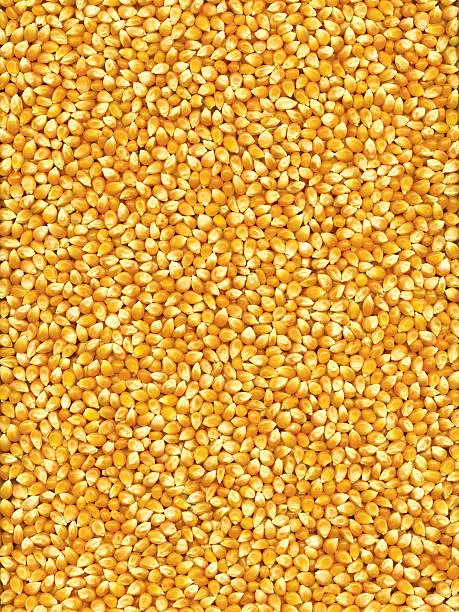 Photo of Corn