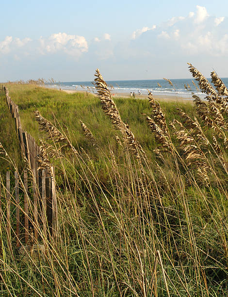 istock Breezy Sea Oats 172379396